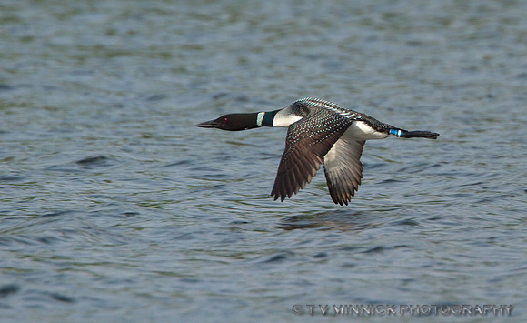 Common Loon