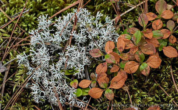 Lichens and Leaves