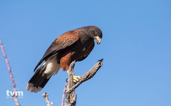 Harris's Hawk