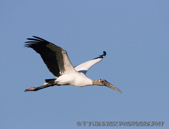 Wood Stork