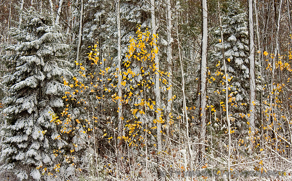 Early Snow on Autumn Leaves
