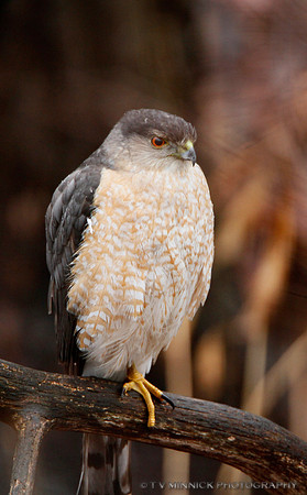 Cooper's Hawk