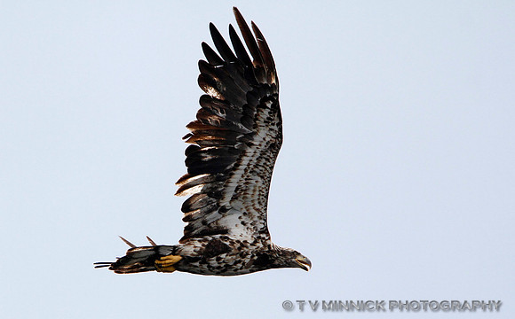 Immature Bald Eagle