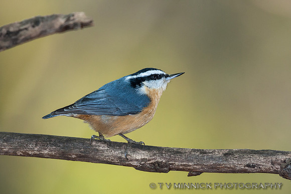 Red-breasted Nuthatch