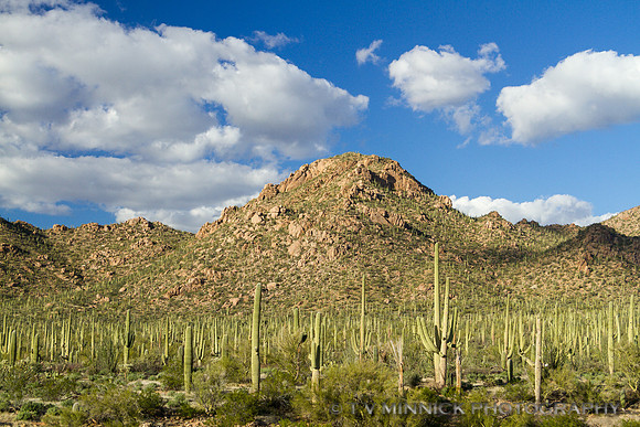 Desert Mountain