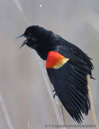 Red-winged Blackbird