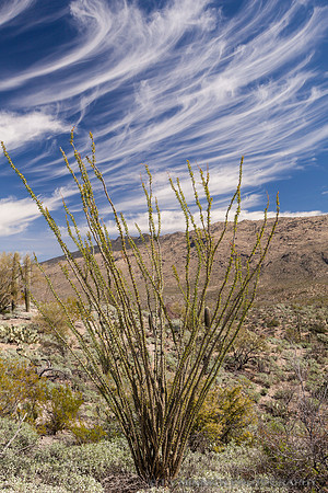 Ocotillo and Clouds