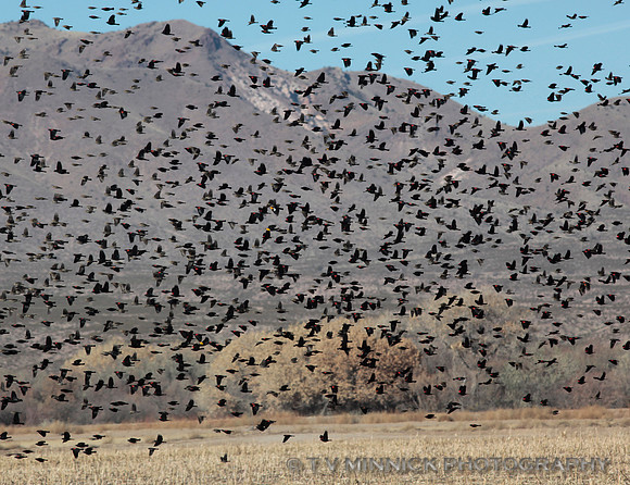 Blackbird Cloud