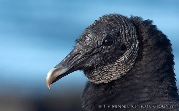 Black Vulture Portrait