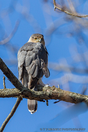 Cooper's Hawk