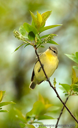 Philadelphia Vireo