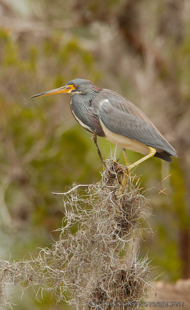 Tricolored Heron
