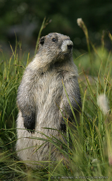 Hoary Marmot