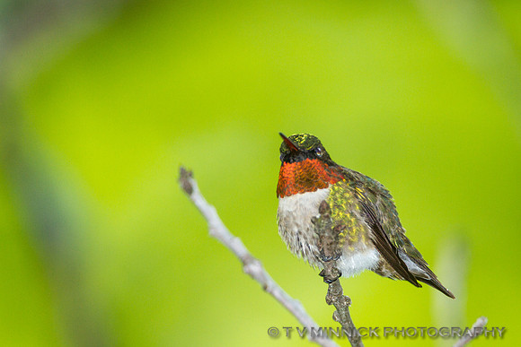 Ruby-throated Hummingbird
