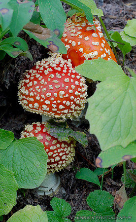 Fly Agaric