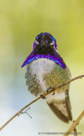 Costa's Hummingbird