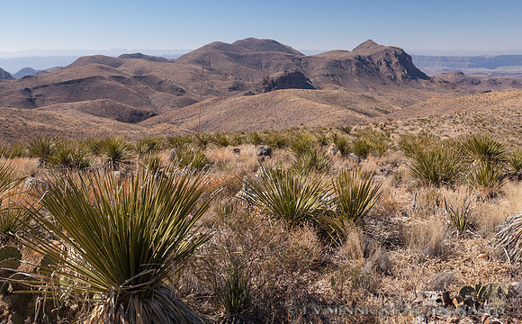 Sotol Vista View