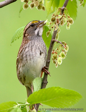 White-throated Sparrow