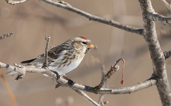 Common Redpoll