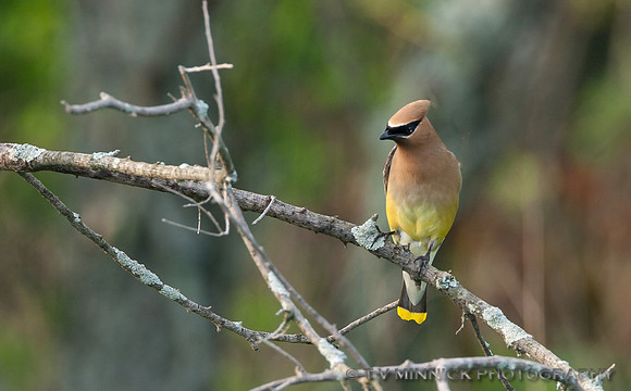 Cedar Waxwing