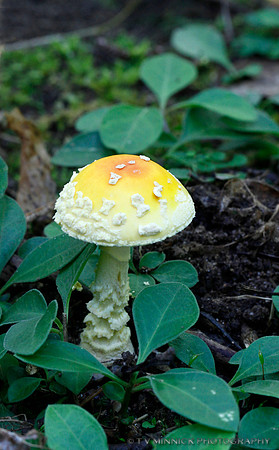 Fly Amanita