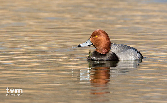 Redhead duck
