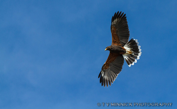 Harris's Hawk
