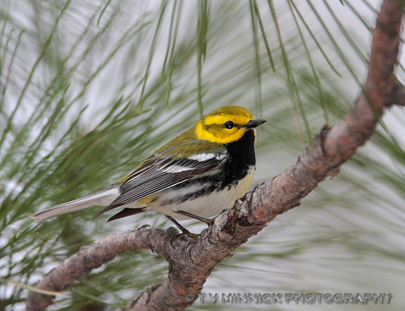 Black-throated Green Warbler