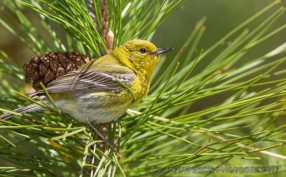 Pine Warbler
