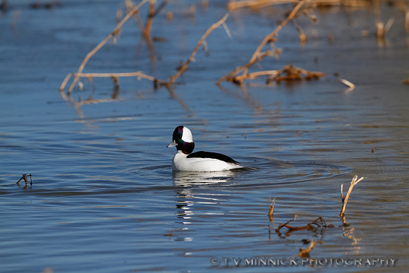 Bufflehead