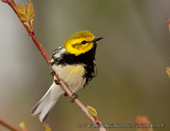 Black-throated Green Warbler