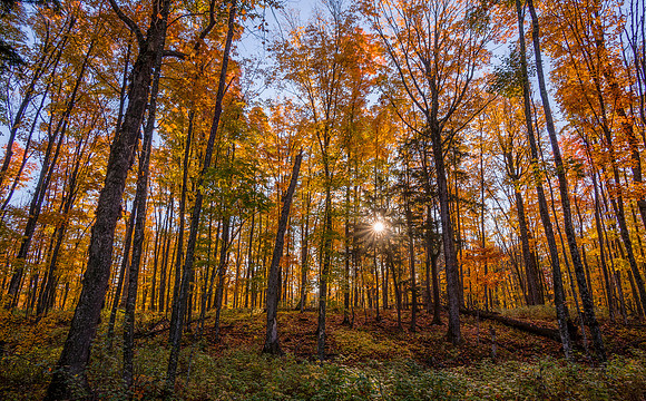 Northwoods Fall Color