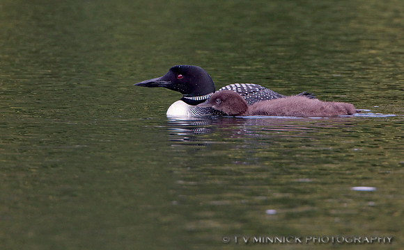 Loon and Chick