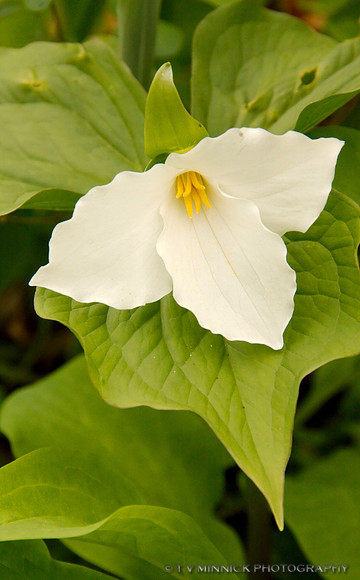 Large-flowered Trillium