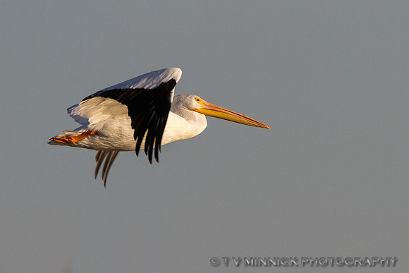 White Pelican