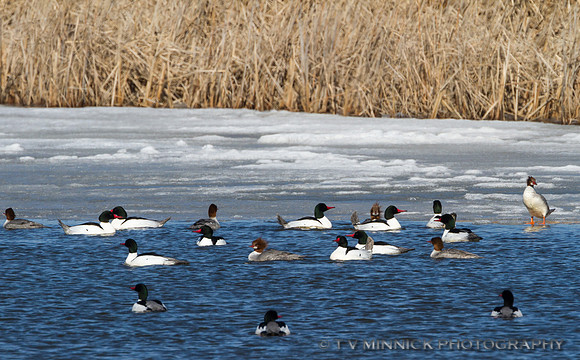 Common Mergansers