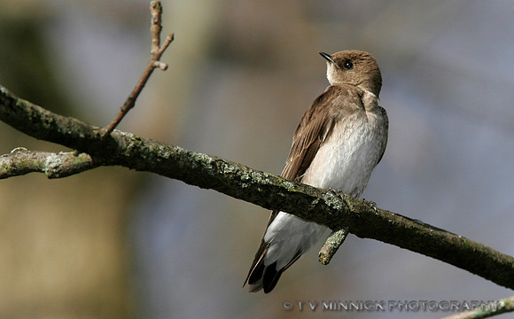 Rough-winged Swallow