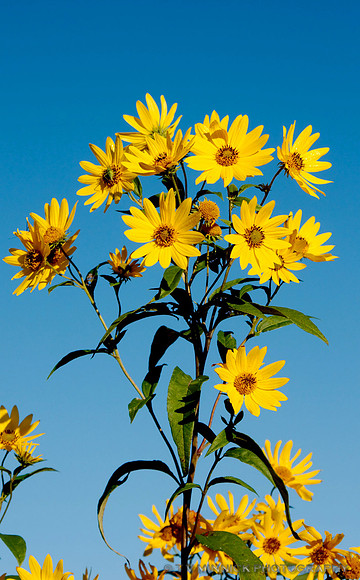 False Sunflower