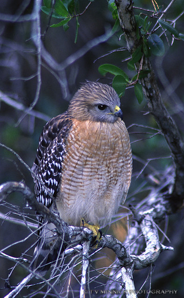 Red-Shouldered Hawk