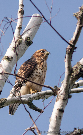 Broad-winged Hawk