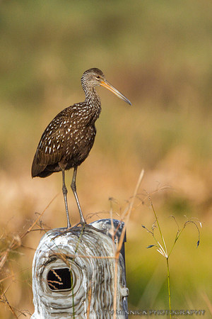Limpkin