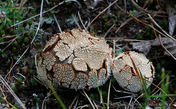Sculptured Puffball