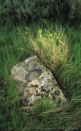Rock and Grasses