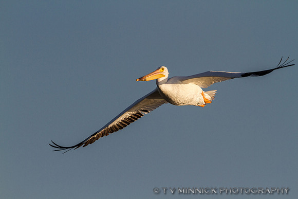 White Pelican in Flight