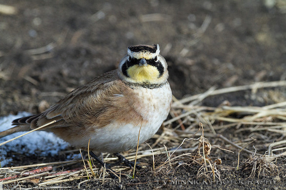 Horned Lark
