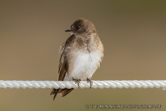 Rough-winged Swallow