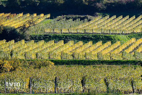 Vineyards In Wachau Valley