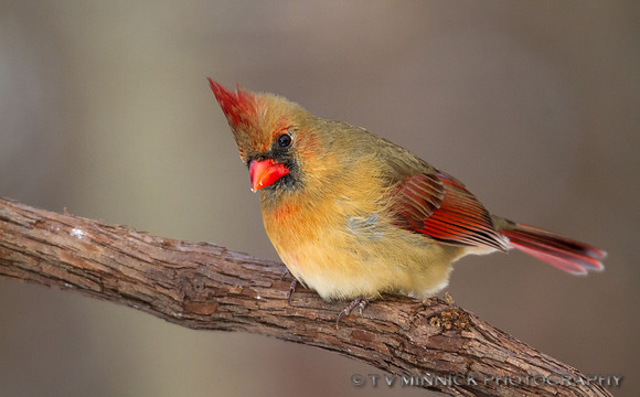 Female Northern Cardinal