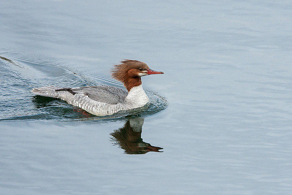 Red-breasted Merganser, female