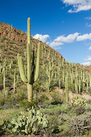 Prickly Pear and Saguaros